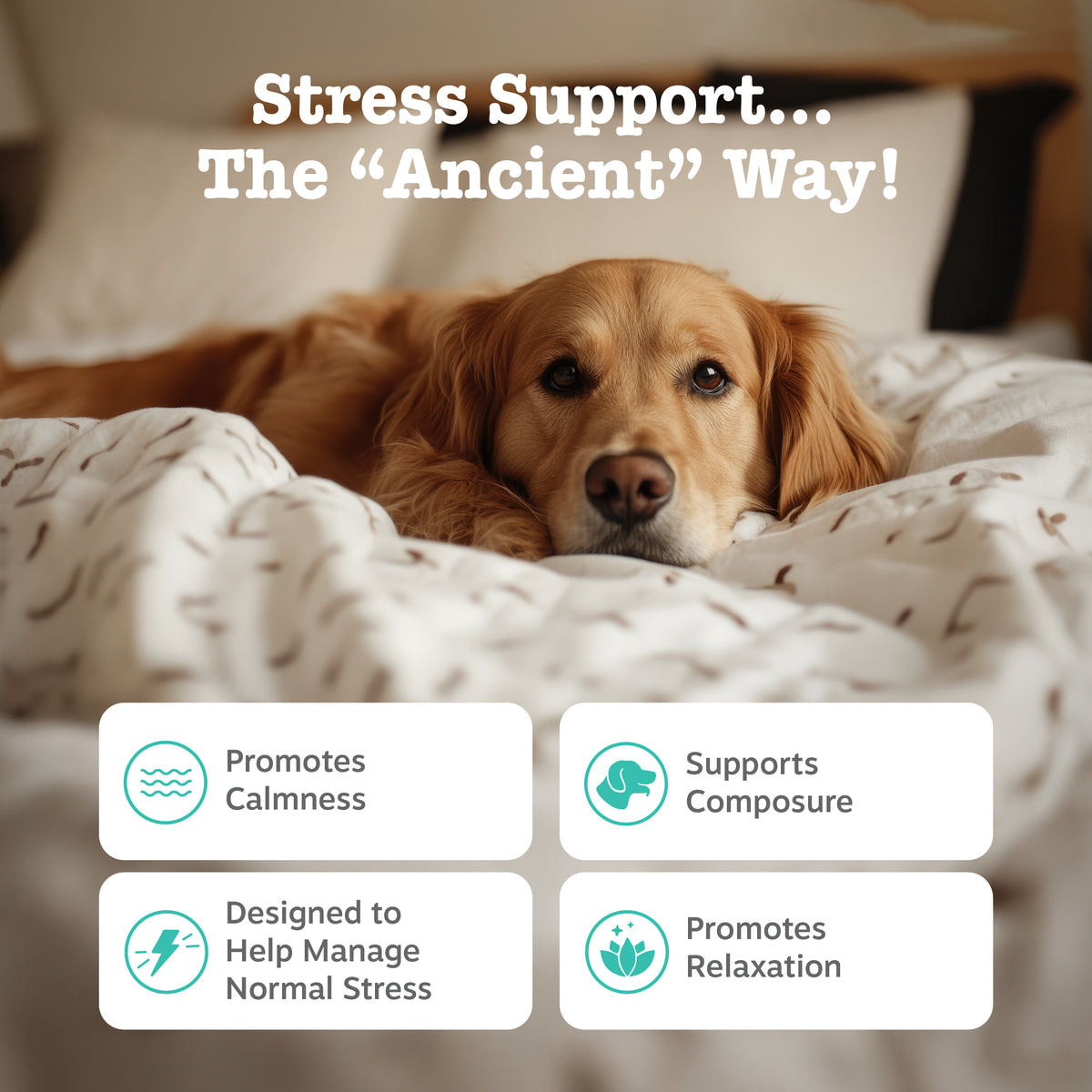 810030590354_ZP_Dog_AE_Calming_Bison-90ct_2_Features-1200x1200-bd93c0f.jpg