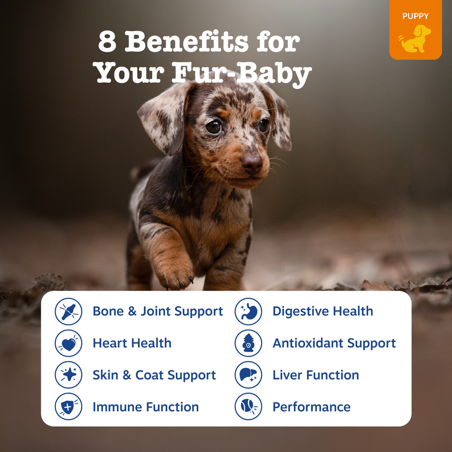 810030592273_ZP_Dog_Puppy_Multi_Chicken_90-60ct_2_Features-900x900-c4cc11b.png