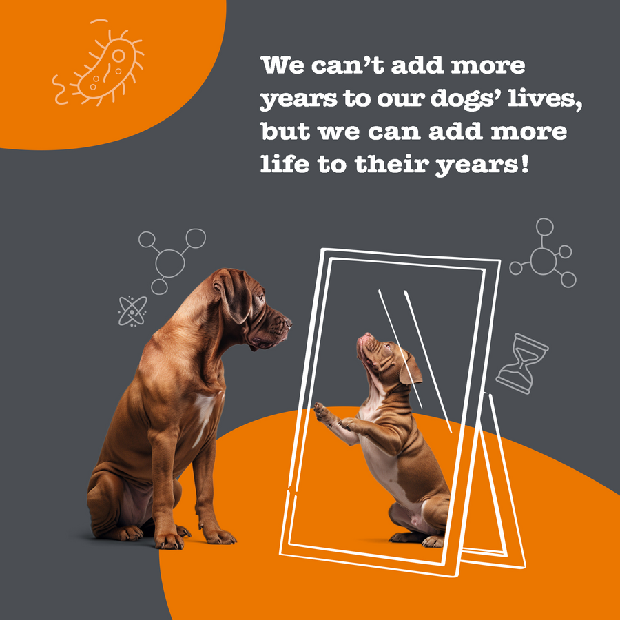 810030593898_ZP_Dog_Supplement_HealthyAging_Capsules_PillWrap_8_8oz_Lifestyle2-900x900-c4cc11b.png