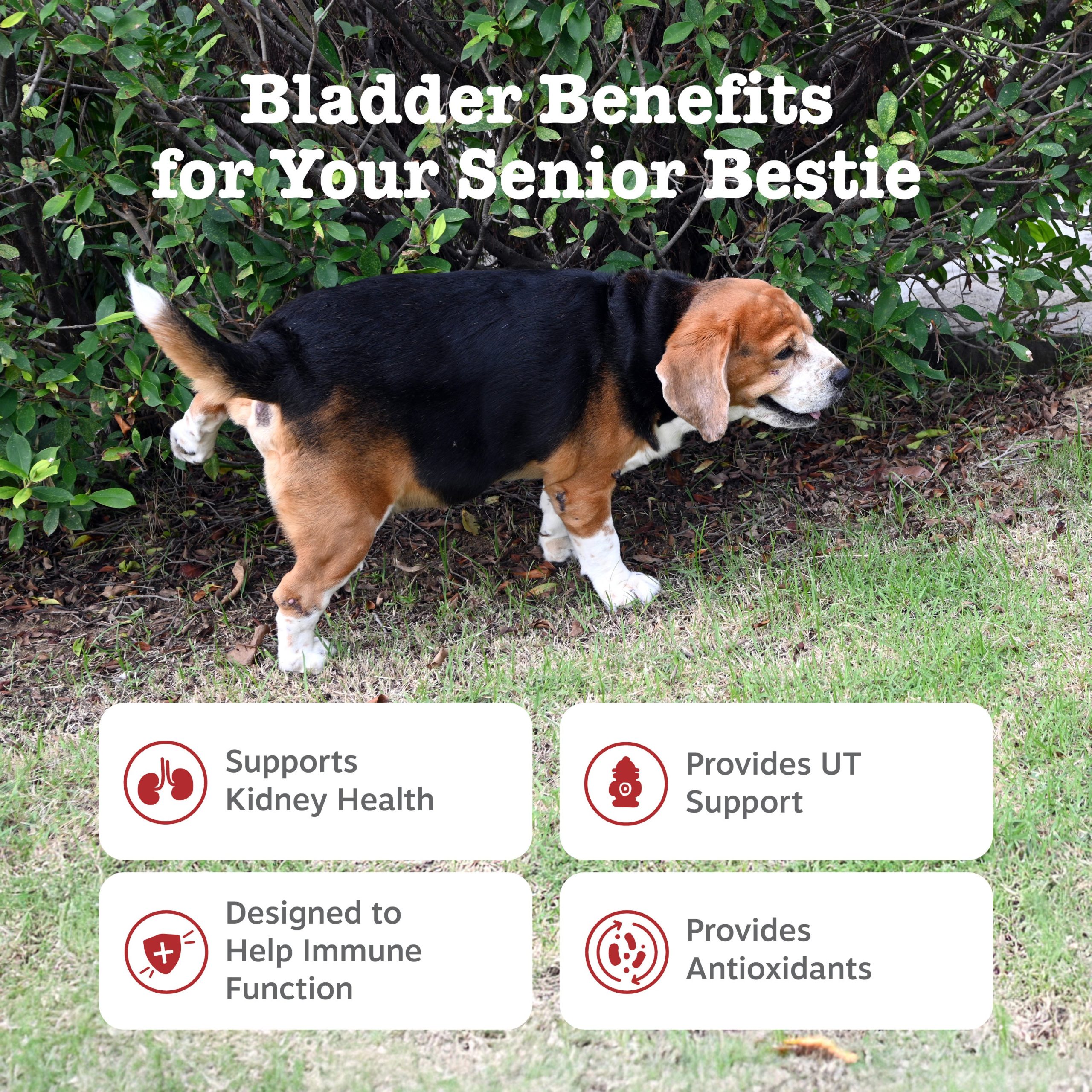 810030594123_ZP_Dog_Senior_UrinaryTract_Chicken_90ct_2_Features.jpg