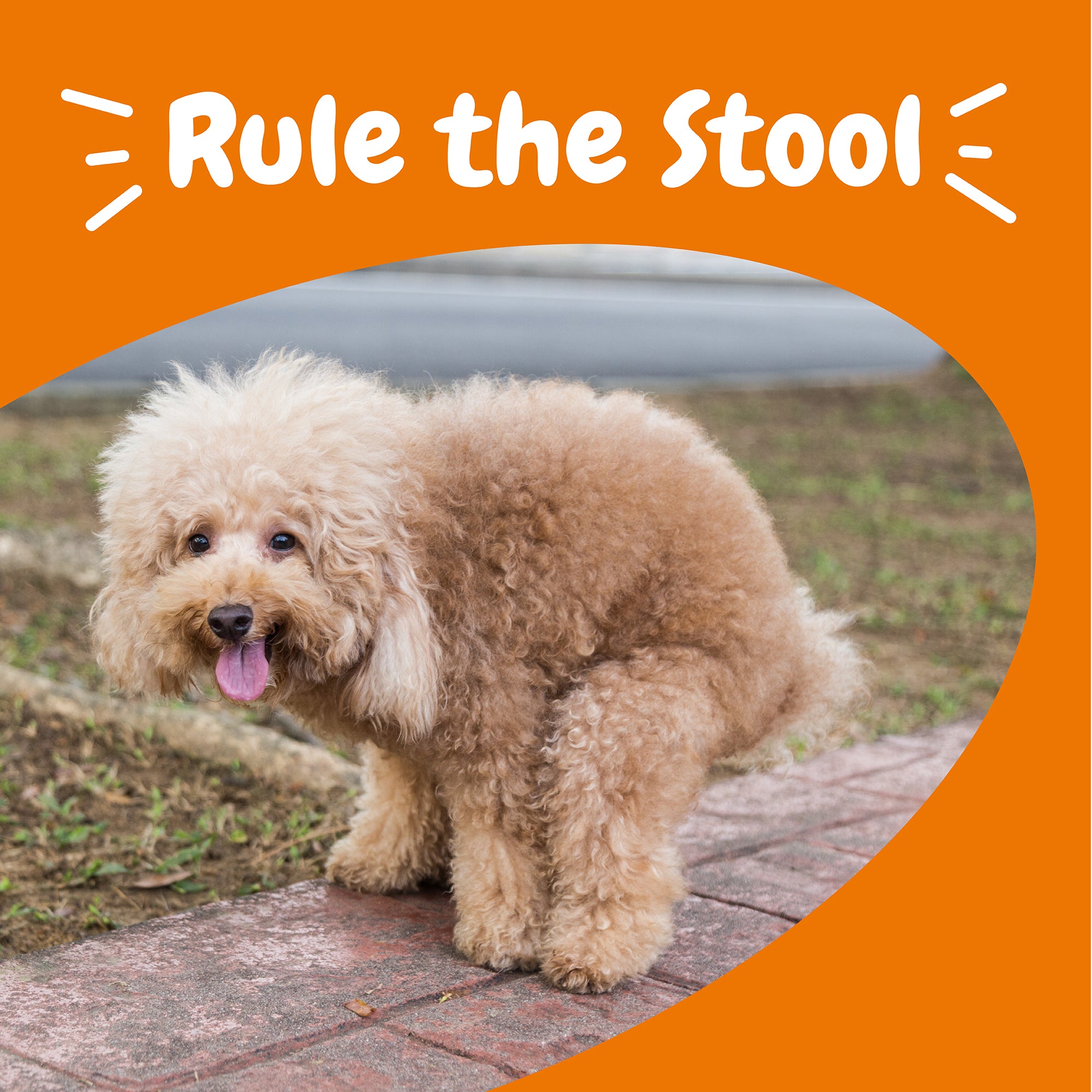 810030594758_ZP_Dog_Supplement_VetStrengthSolidPoop_Chicken_90ct_Lifestyle.jpg