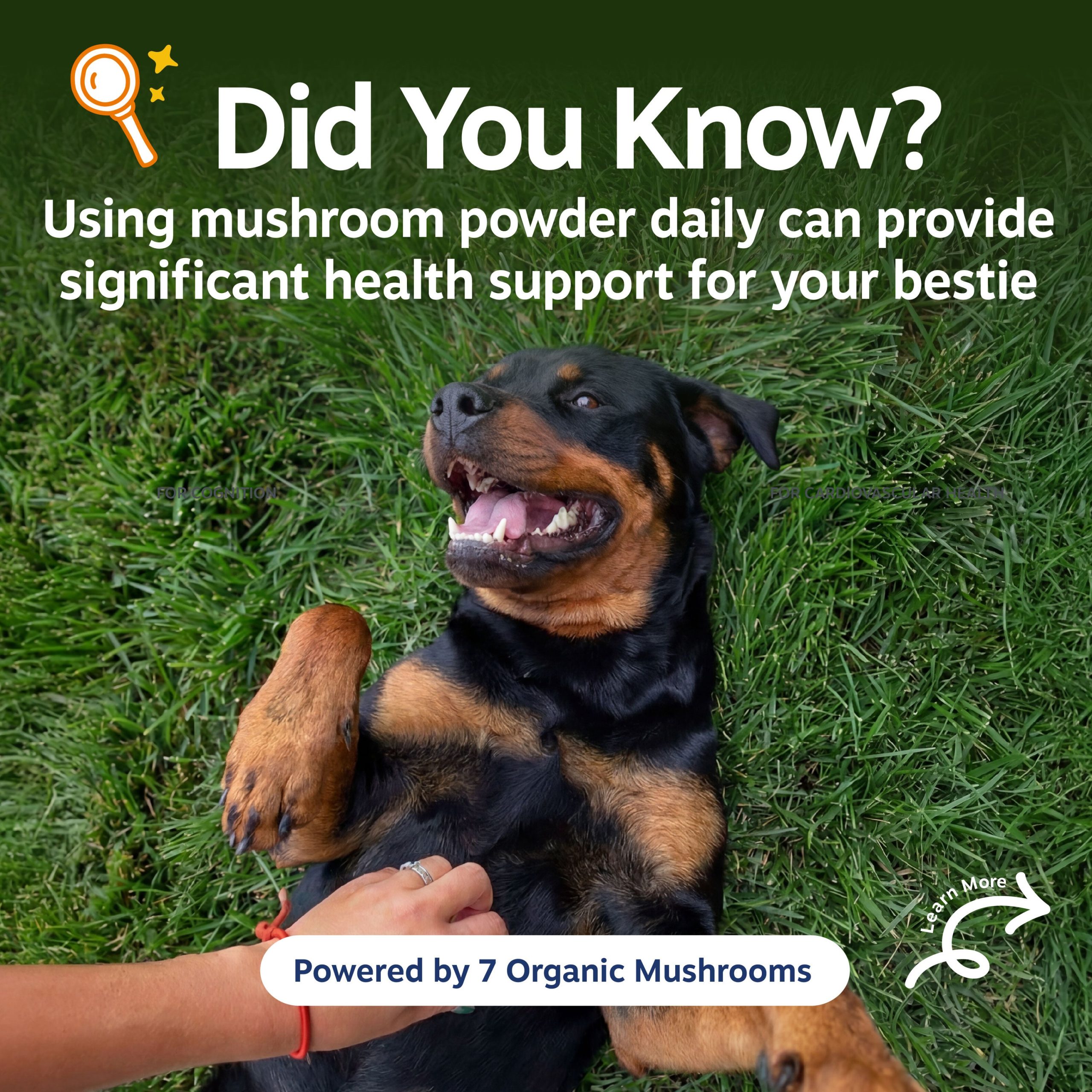 810030597018_ZP_Dog_OrganicMushroomPowder_60g_v3_2_RTB.jpg