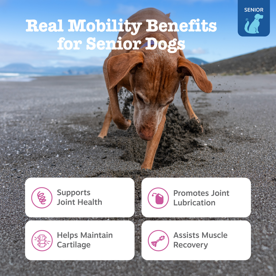 856521007833_ZP_Dog_Senior_HipJoint_Chicken_90ct_2_Features-900x900-c4cc11b.png