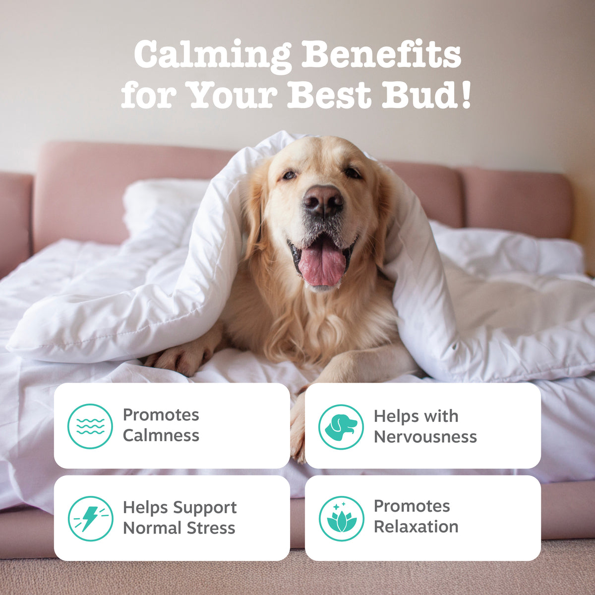 856521007871_ZP_Dog_AdvCalming_Turkey-90ct_2_Features-1200x1200-bd93c0f.jpg
